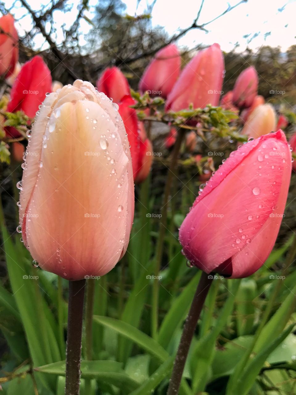 Waterdrops on tulips