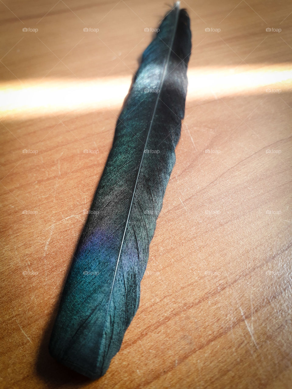 Feather of magpie