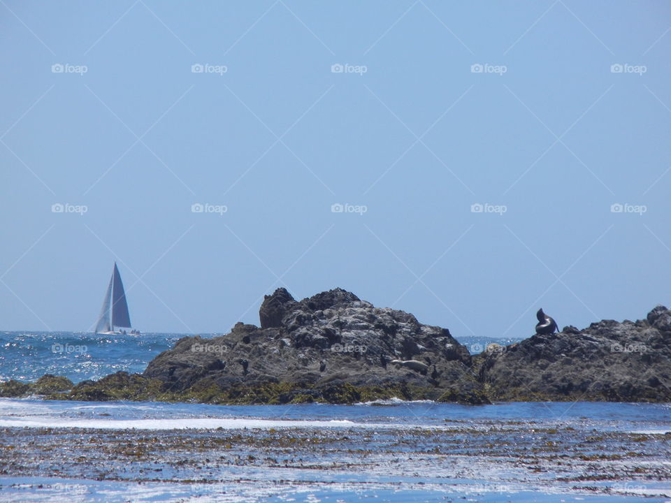 seal and the sail boat in California