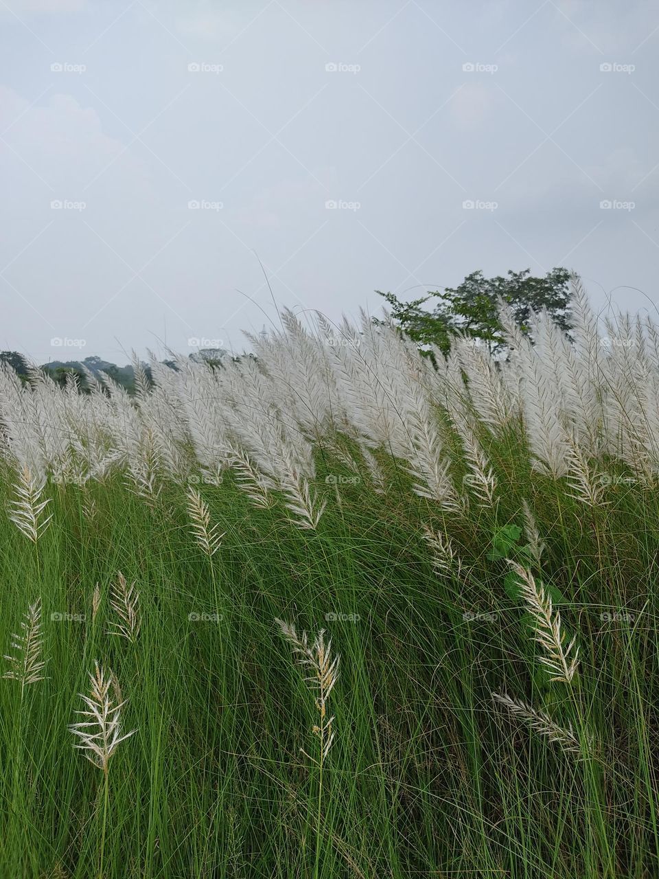 Beautiful😍 long grass photo📸 in INDIA🇮🇳