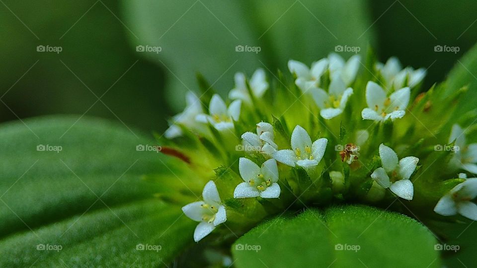 white flowers small size