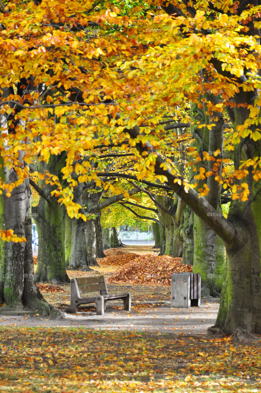 Empty wooden bench