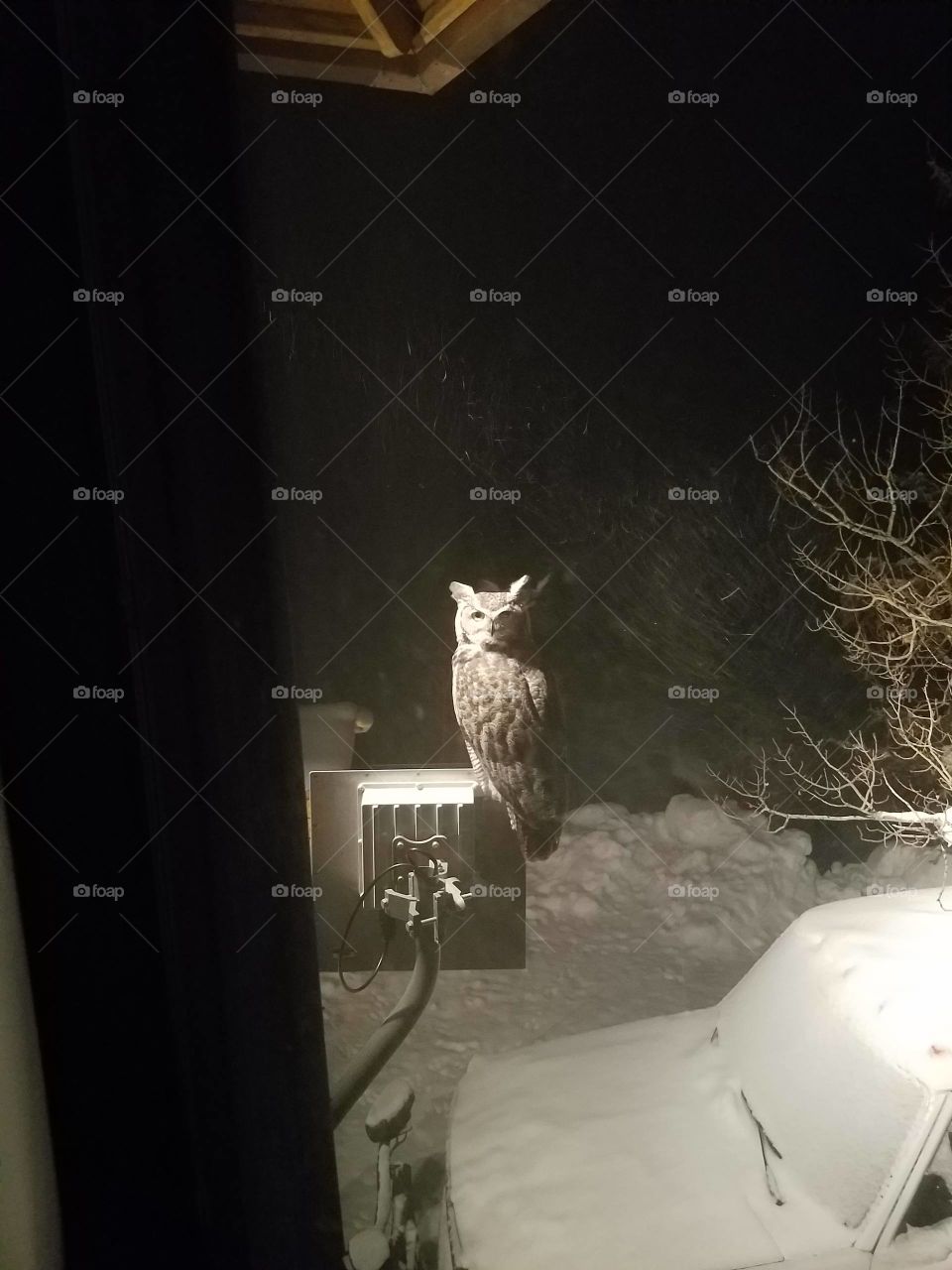 Owl outside my bedroom