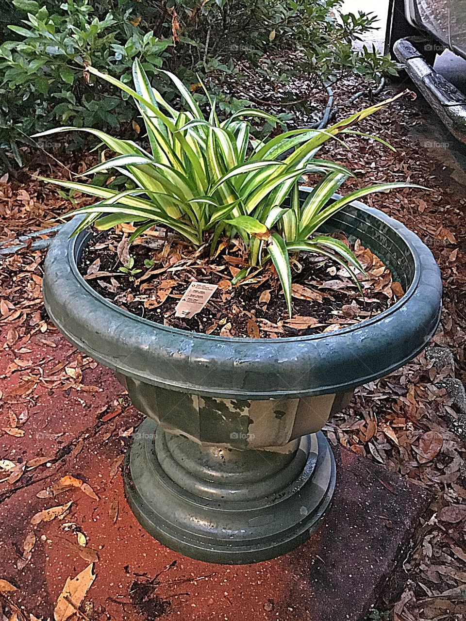 Crazy plant people with a spider plant that sprouts about any place it is planted 