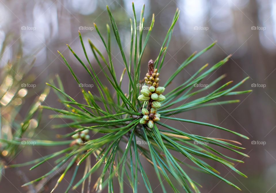 Closeup on new Pine Tree buds and growth