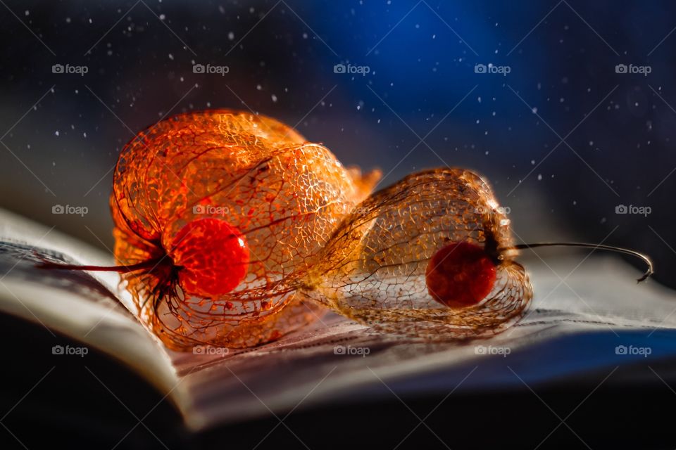 dried physalis lantern