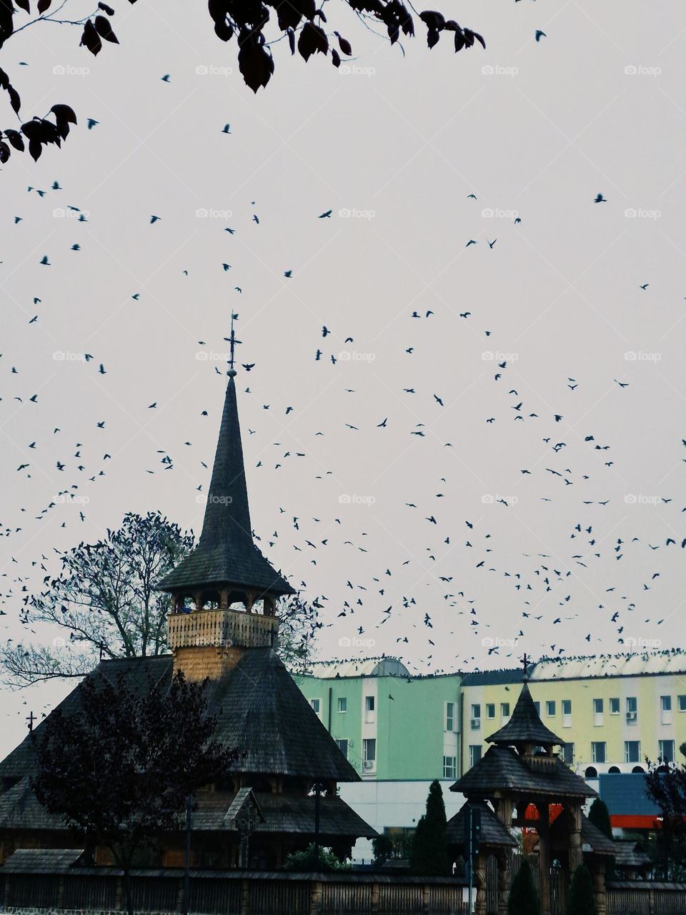 flock of crows