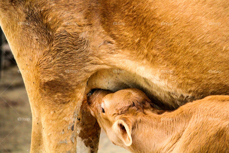 A Mother's love that's incomparable