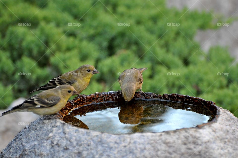 Sparrows drinking water