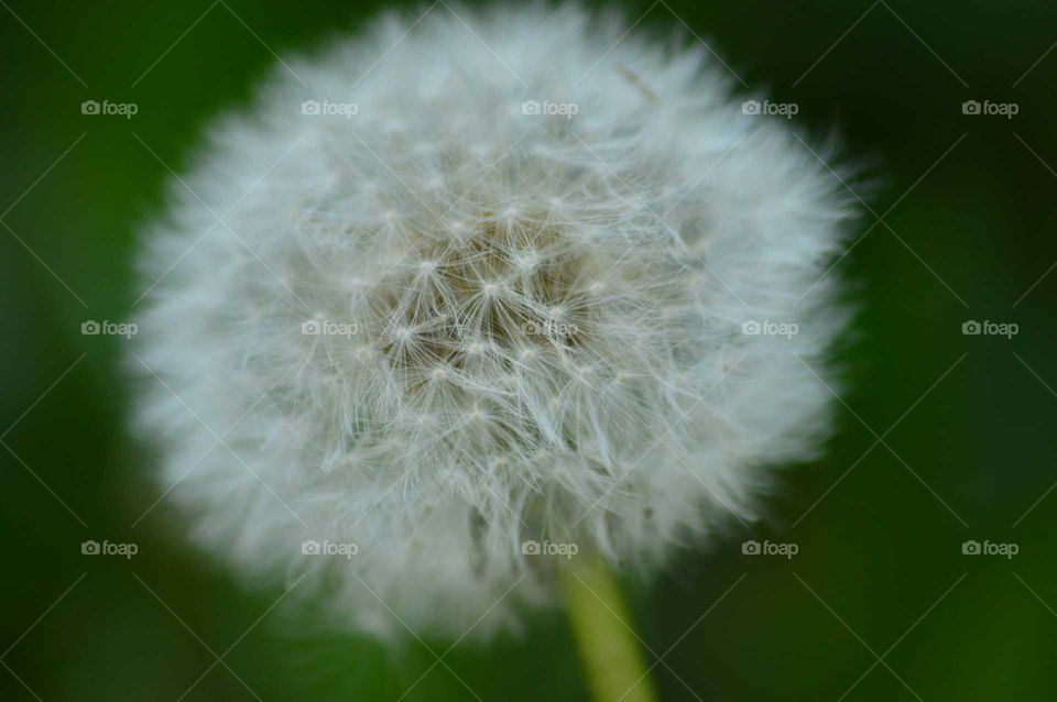 dandelion