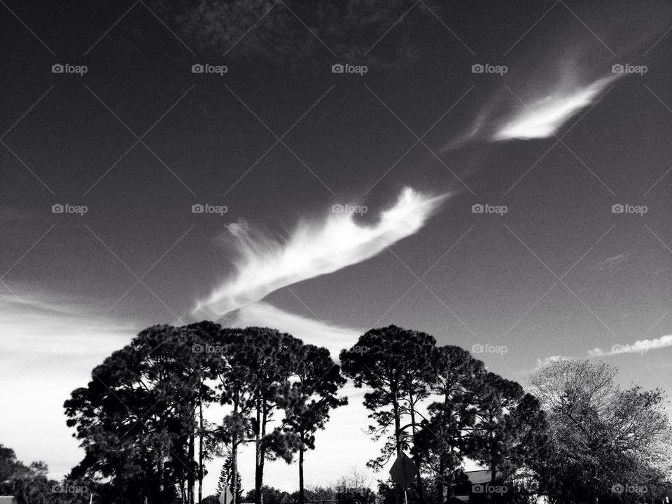 Sand pines against the sky