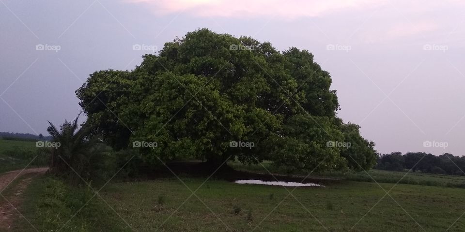 ficus religiosa or bodhi tree in an indian village in the nature with cloud good for environment.