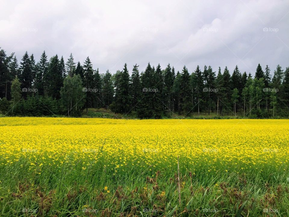 Autumn landscape, gray cloudy sky over the agricultural field with canola yellow flowers harvest and dark treeline on the background 