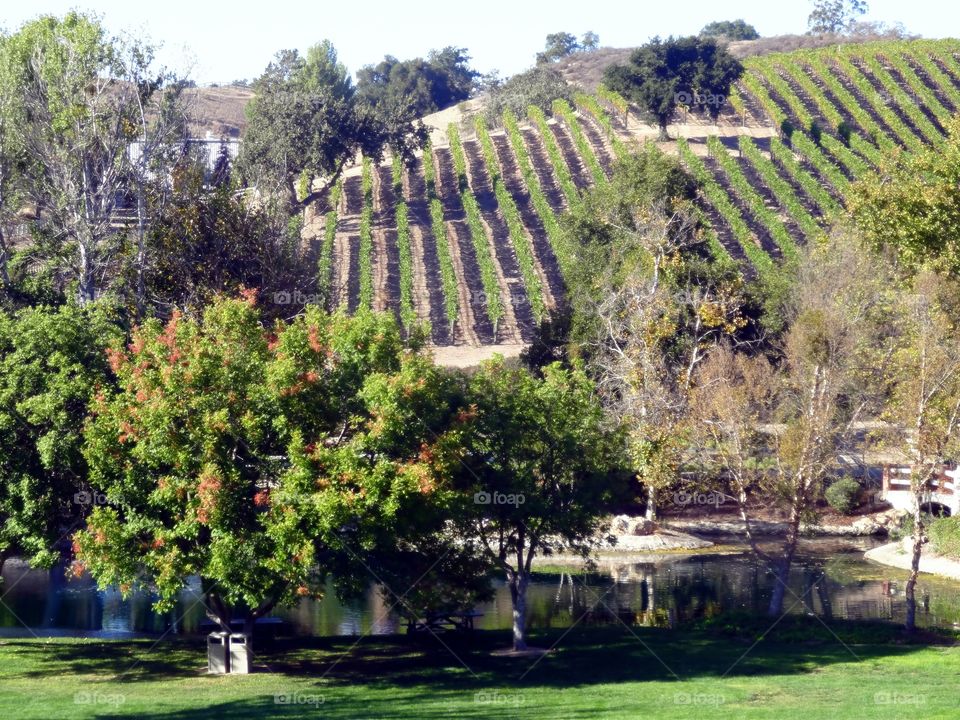 A vineyard  in California