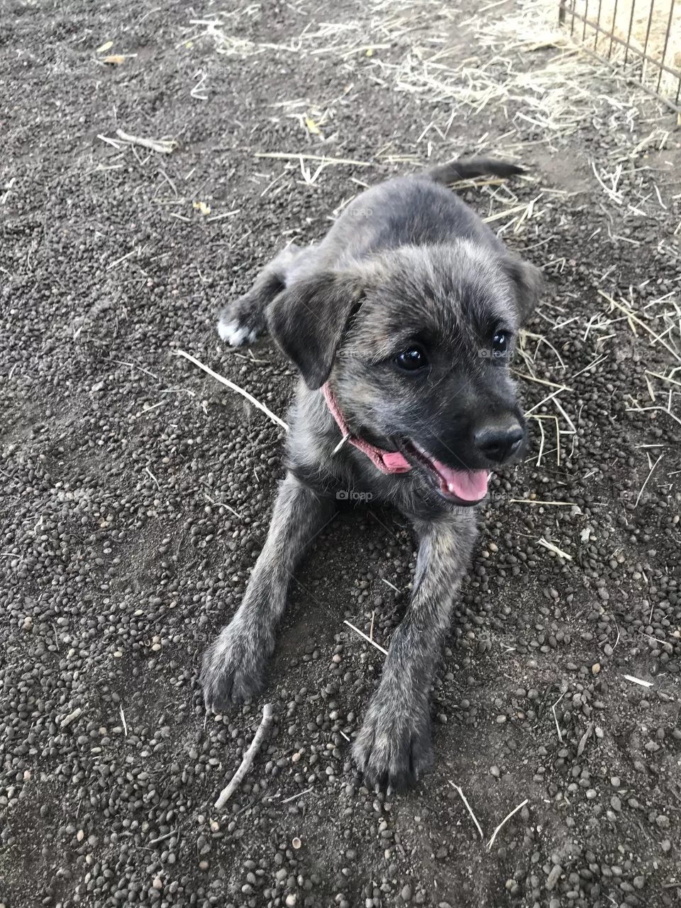 Dog 