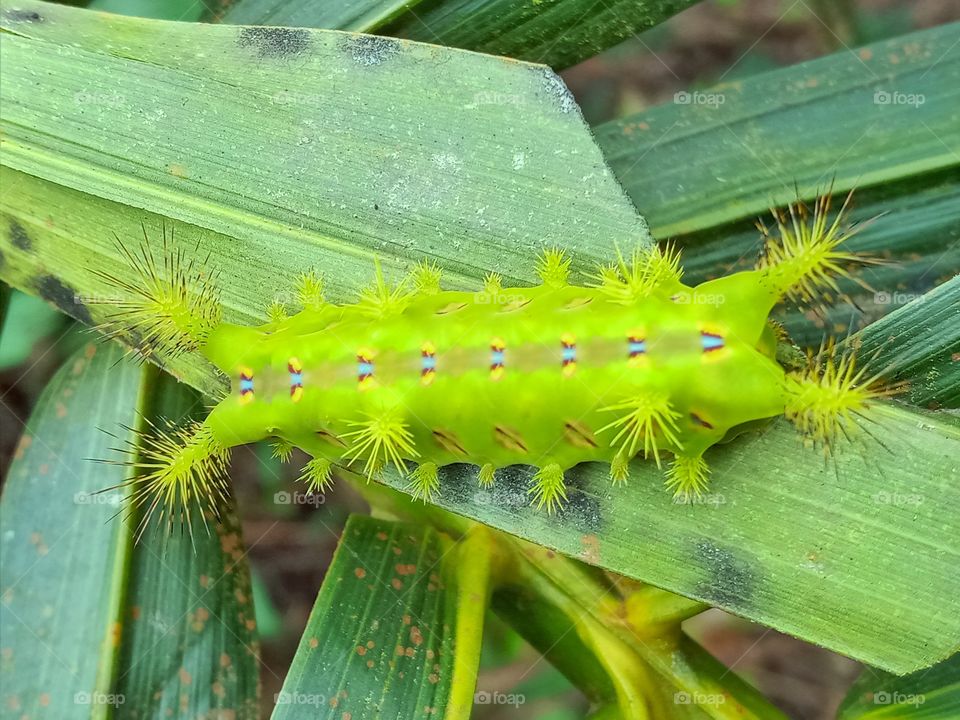 sotora niten caterpillar