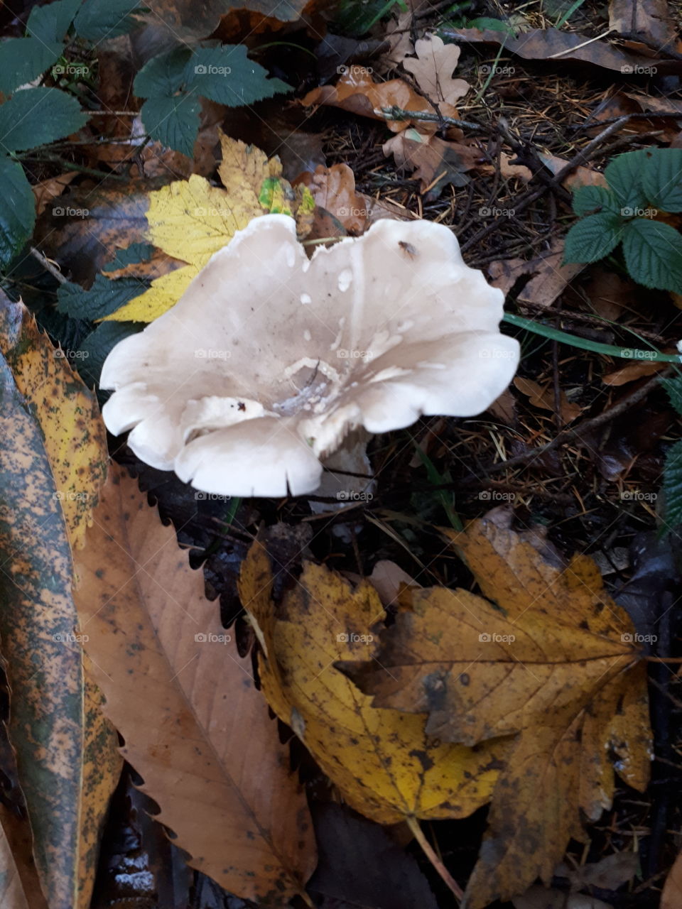 Fall, Nature, Leaf, Fungus, Mushroom