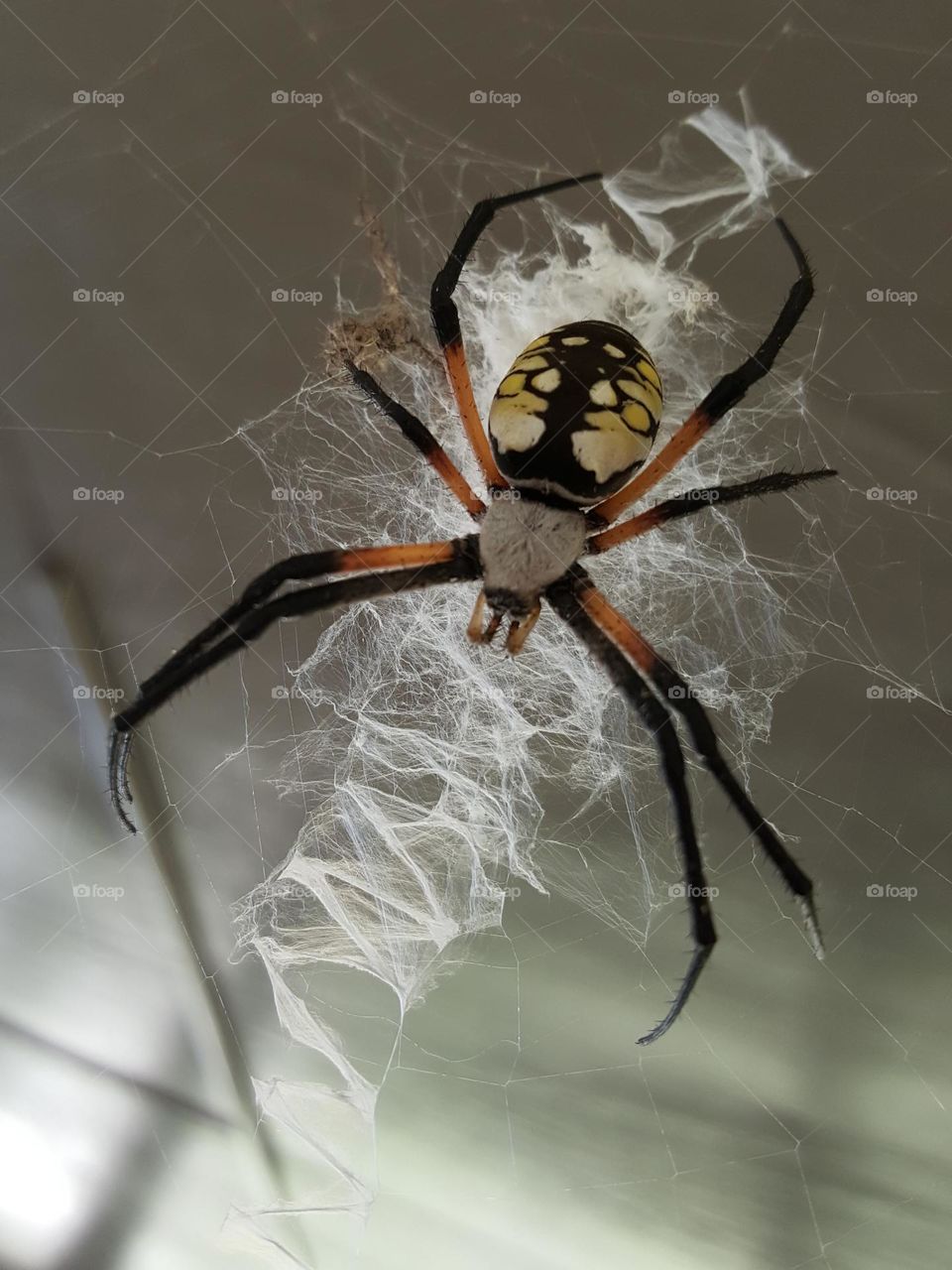 a writing spider weaving a beautiful white web