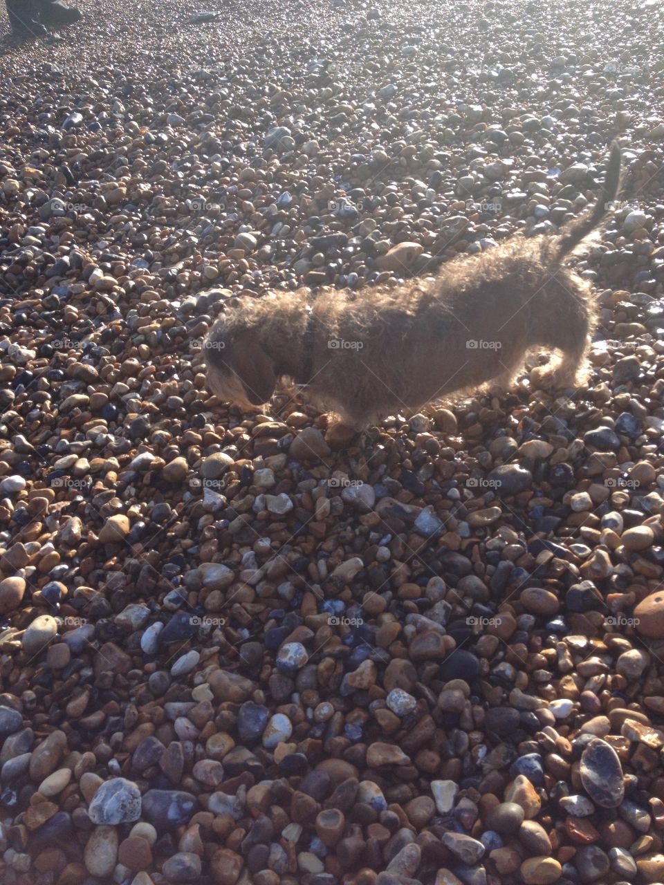 Another photo of adorable dog Rocky walking on a stoney beach