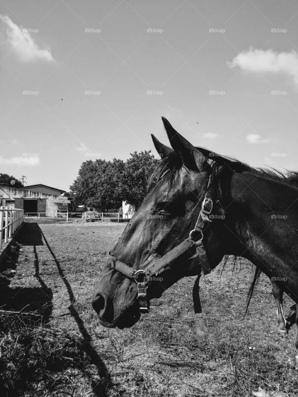 Beautiful horse ranch