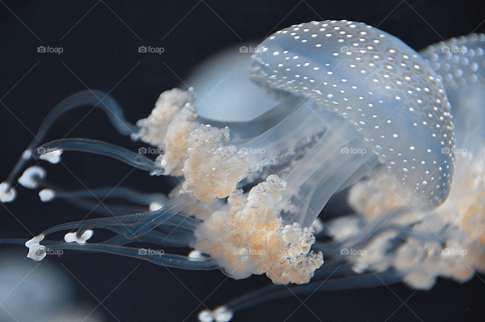 Jellyfish macro