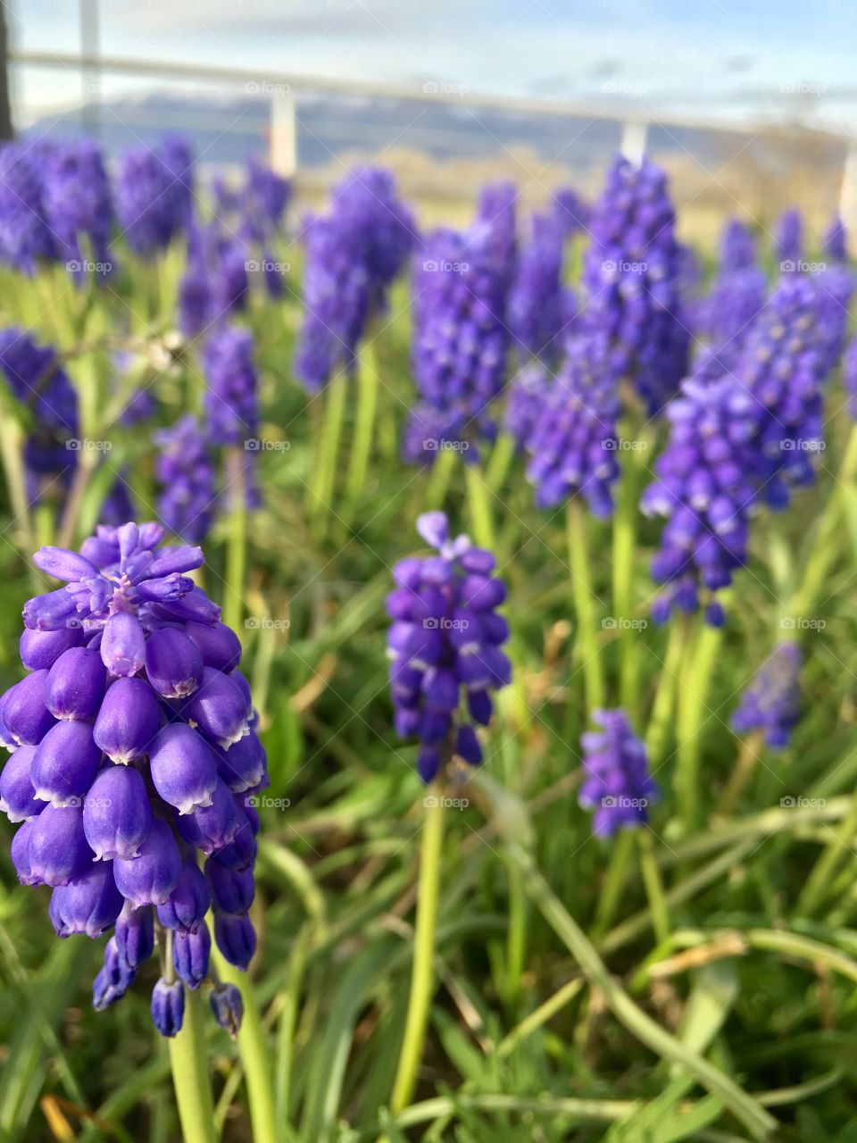 Purple Spring Flowers 
