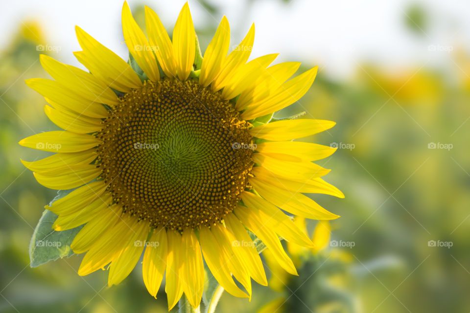 Sunflower