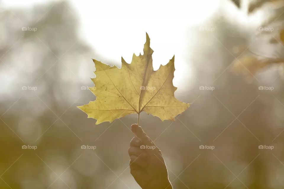 Autumn