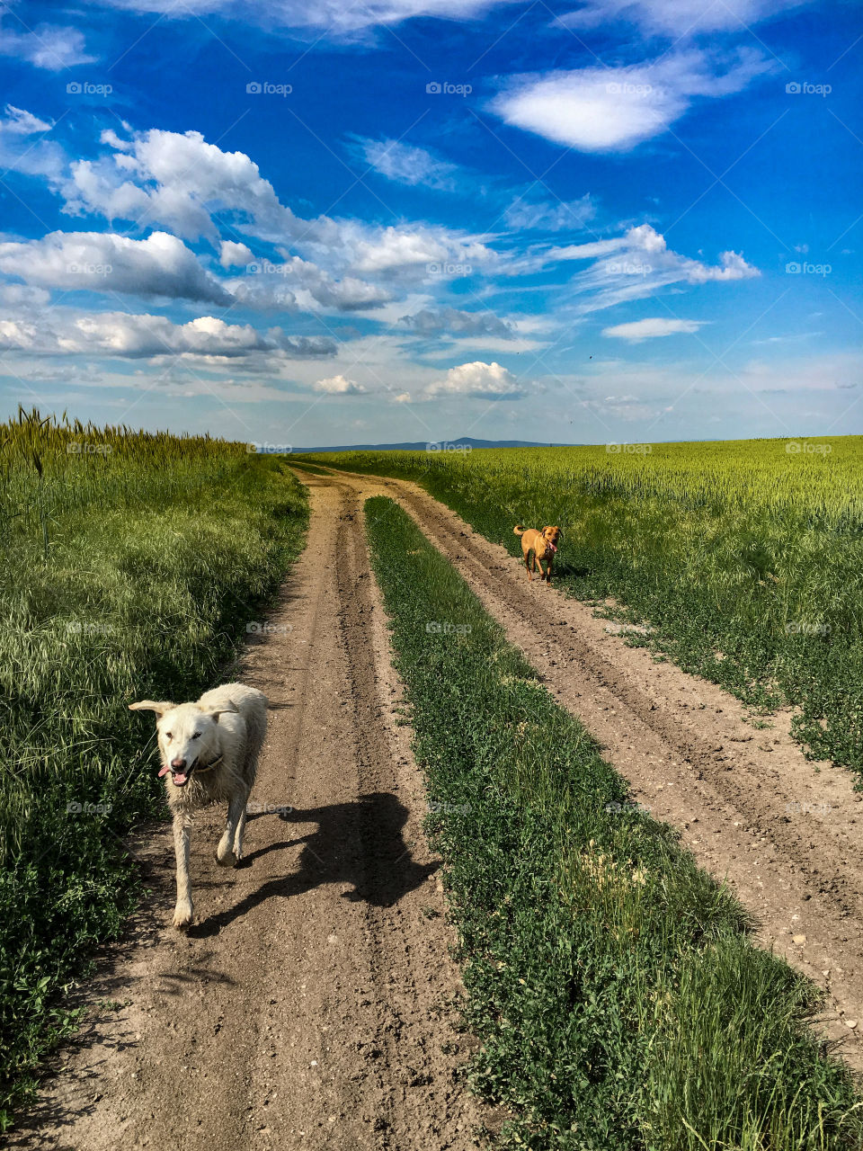 dogs in vojvodina (serbia) in a beautiful landscape.