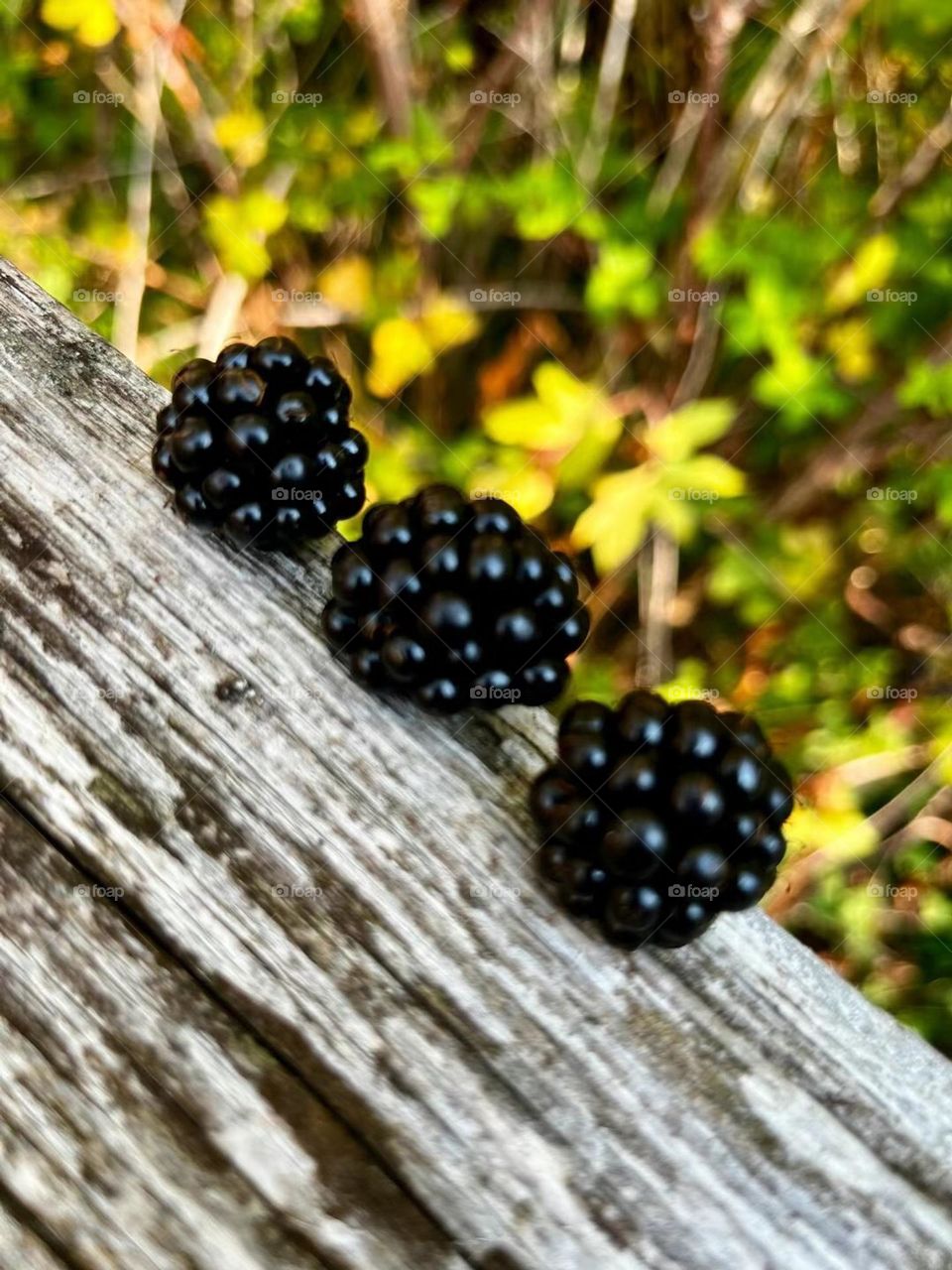 Black berry 