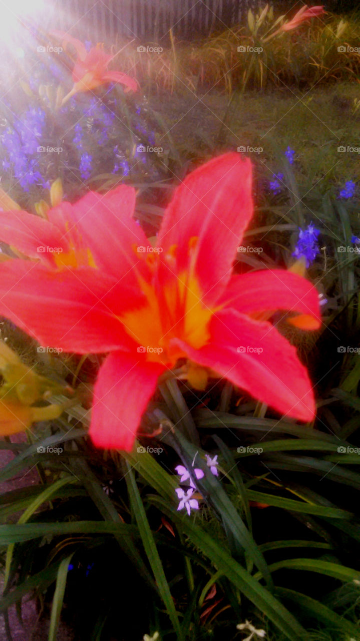 red and yellow. this photo of this red and yellow flower was taken after a storm