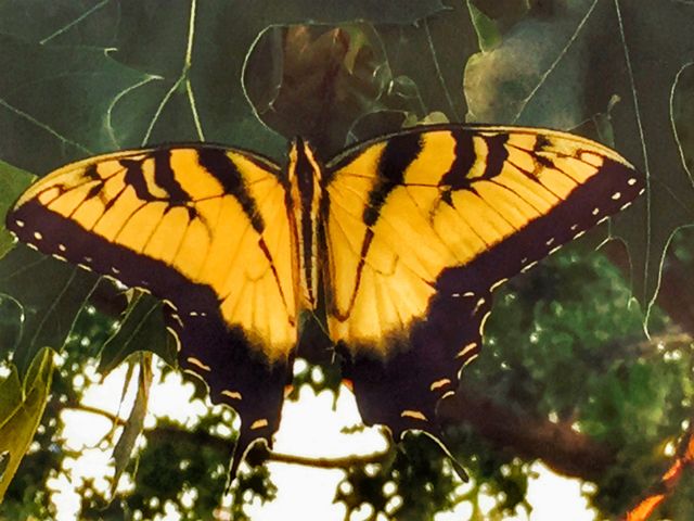 Butterfly