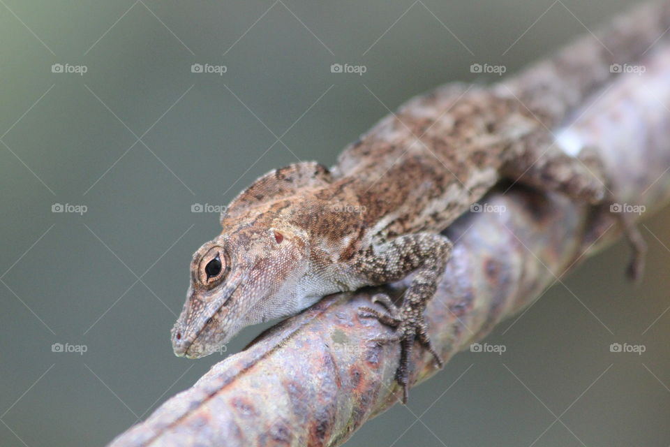 Side view of a lizard on stem