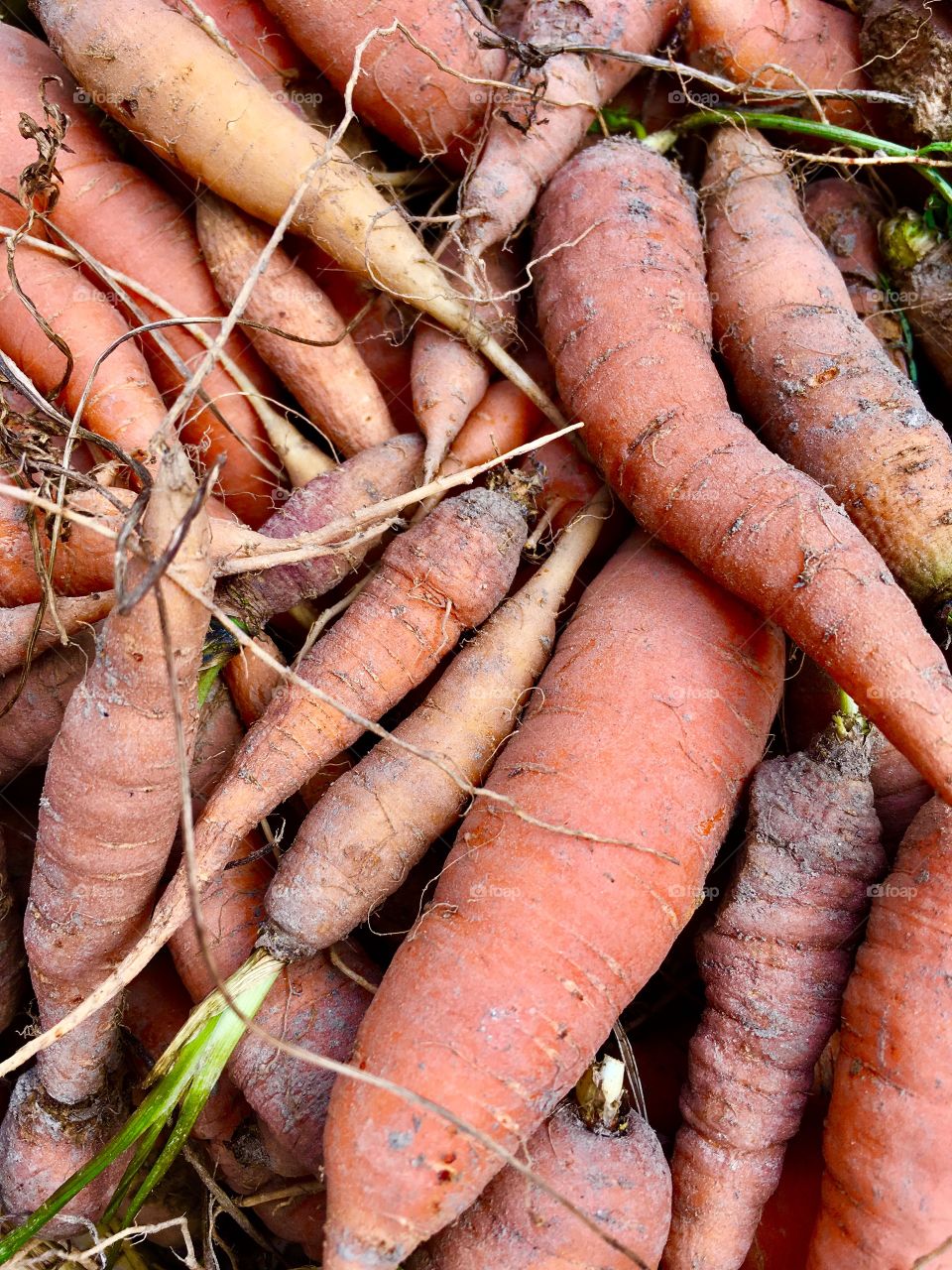 composition of freshly harvested carrots from the garden