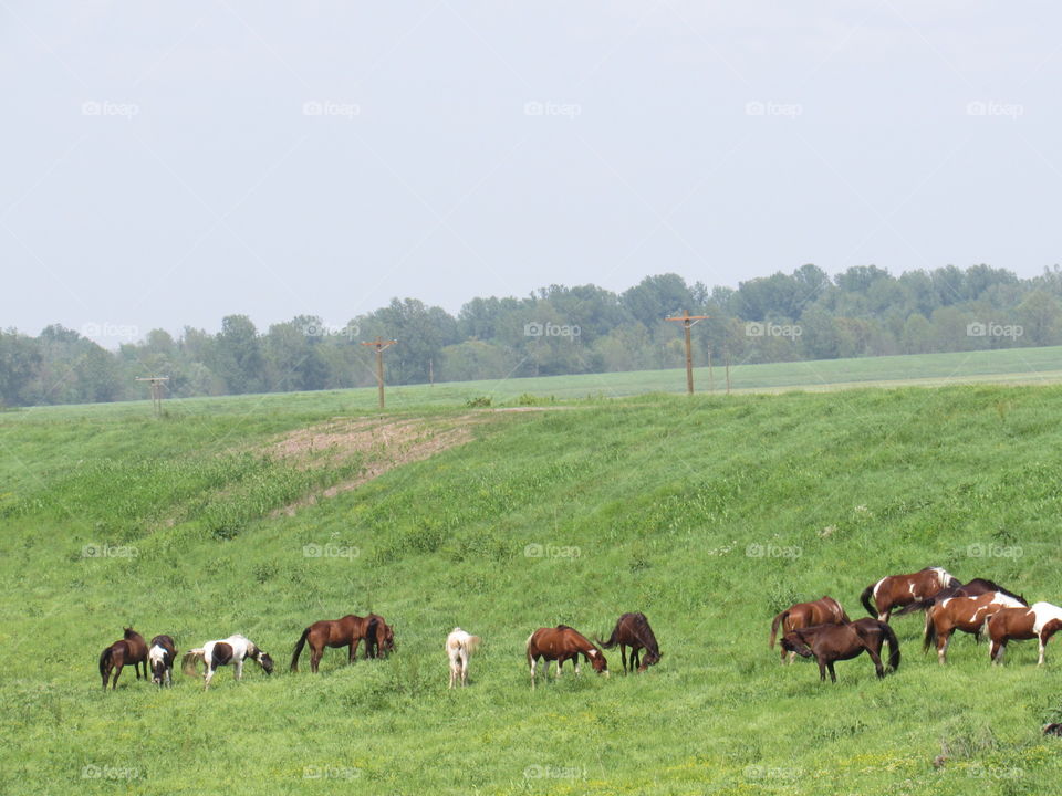 Across the prairie 