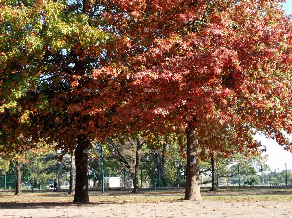 autumn colors /  colors de otoño