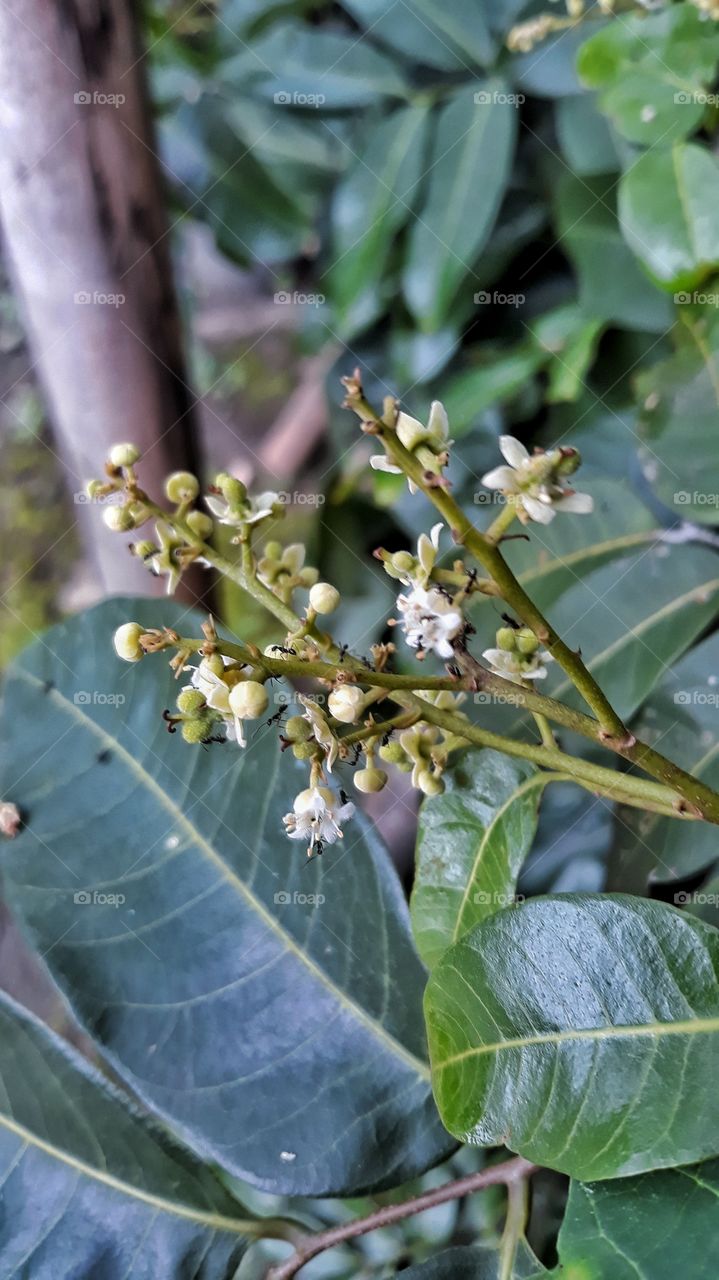 Bunga pohon kelengkeng