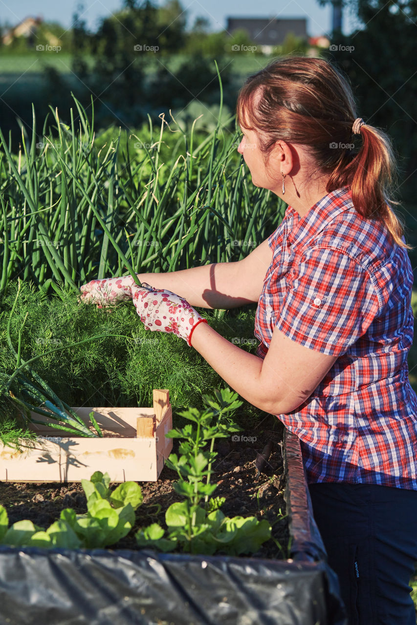 Woman working in a home garden in the backyard, picking the vegetables and put to wooden box. Candid people, real moments, authentic situations