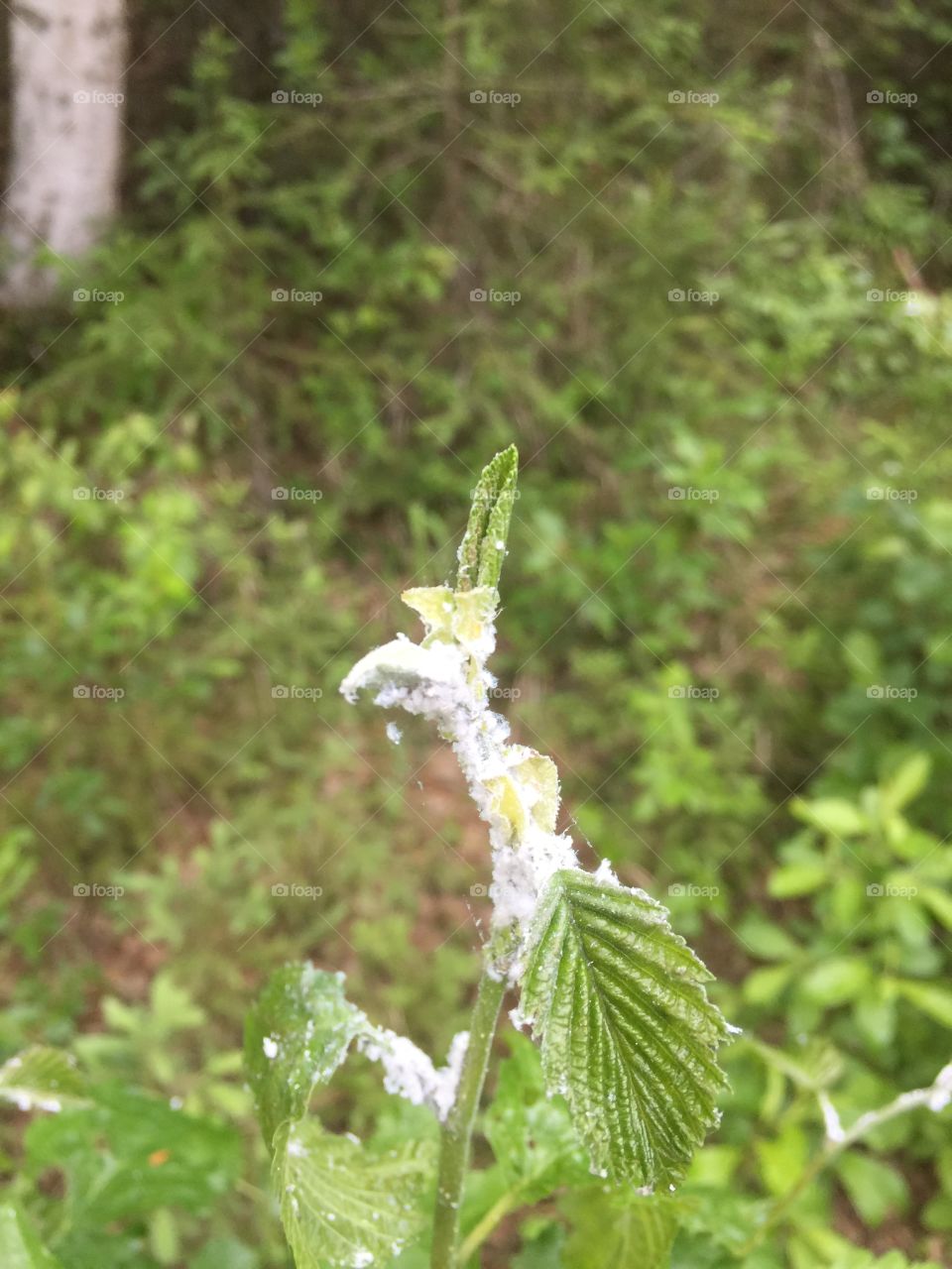 Cotton from cottonwood stuck on plant
