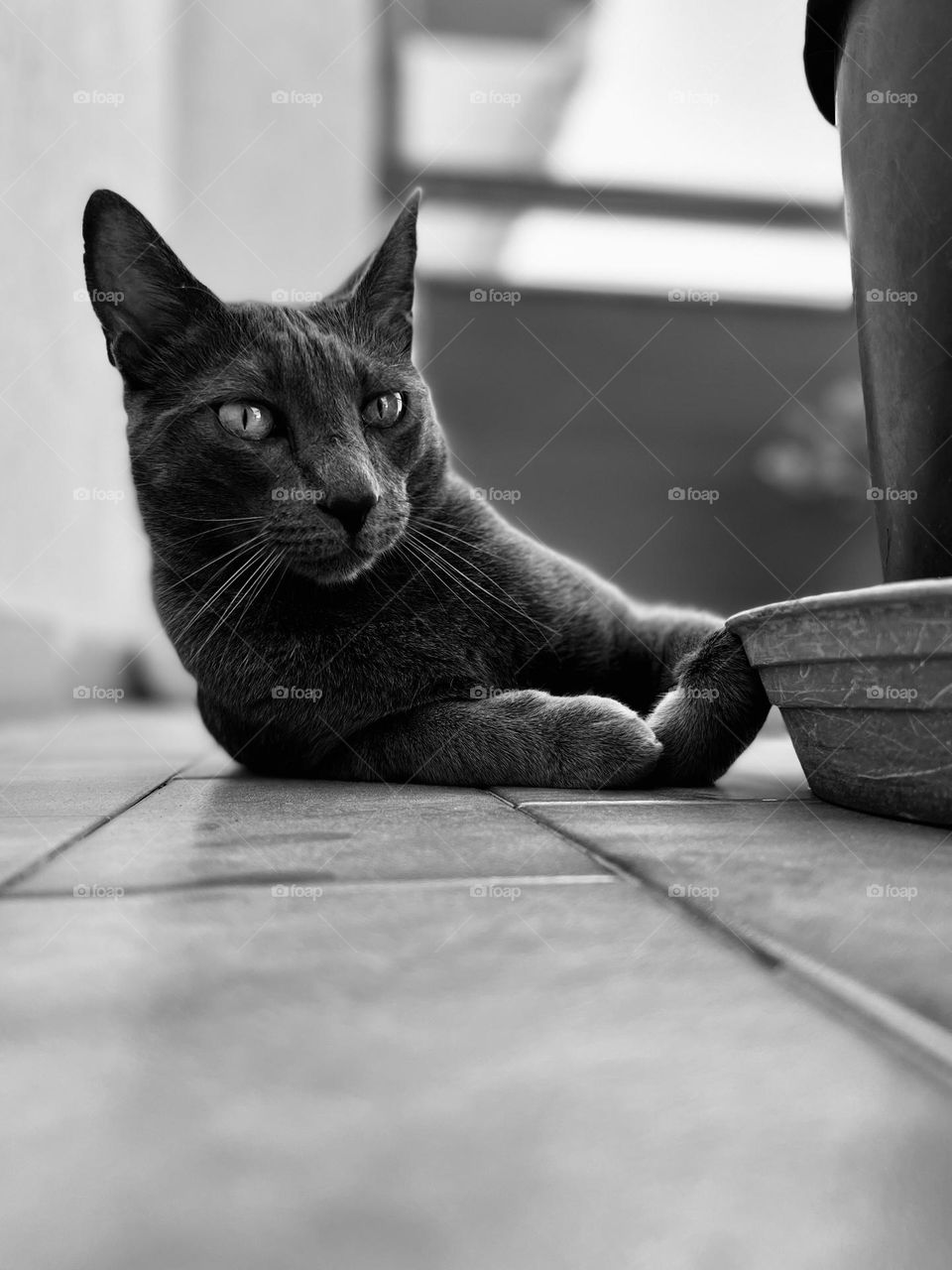 Portrait of cat in black and white seen from the ground 