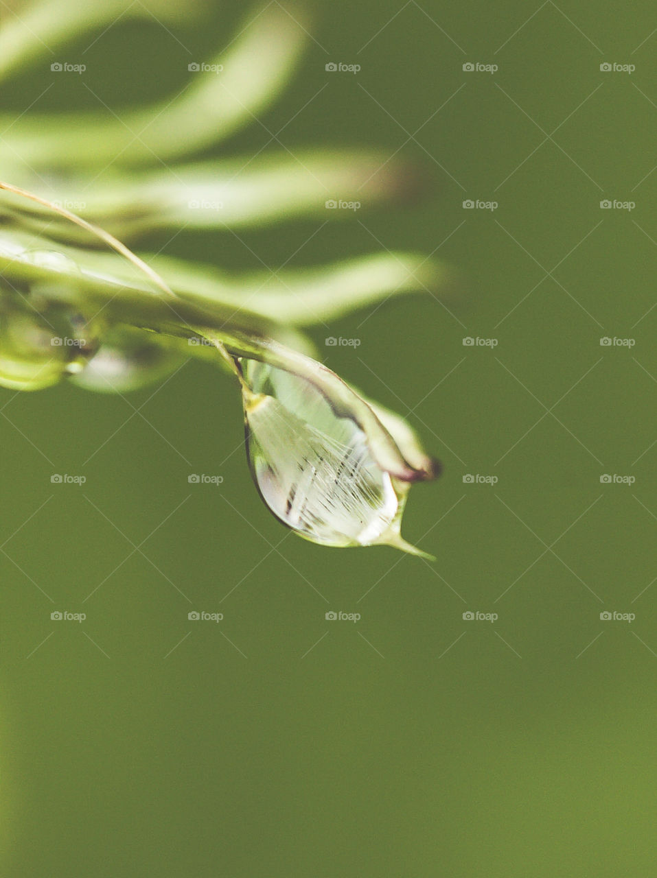 dandelion stem in water droplet