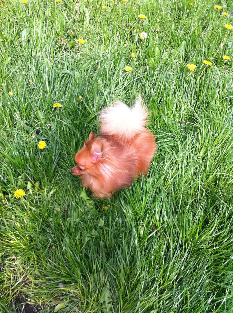 grass dog puppy pet by binkyboo