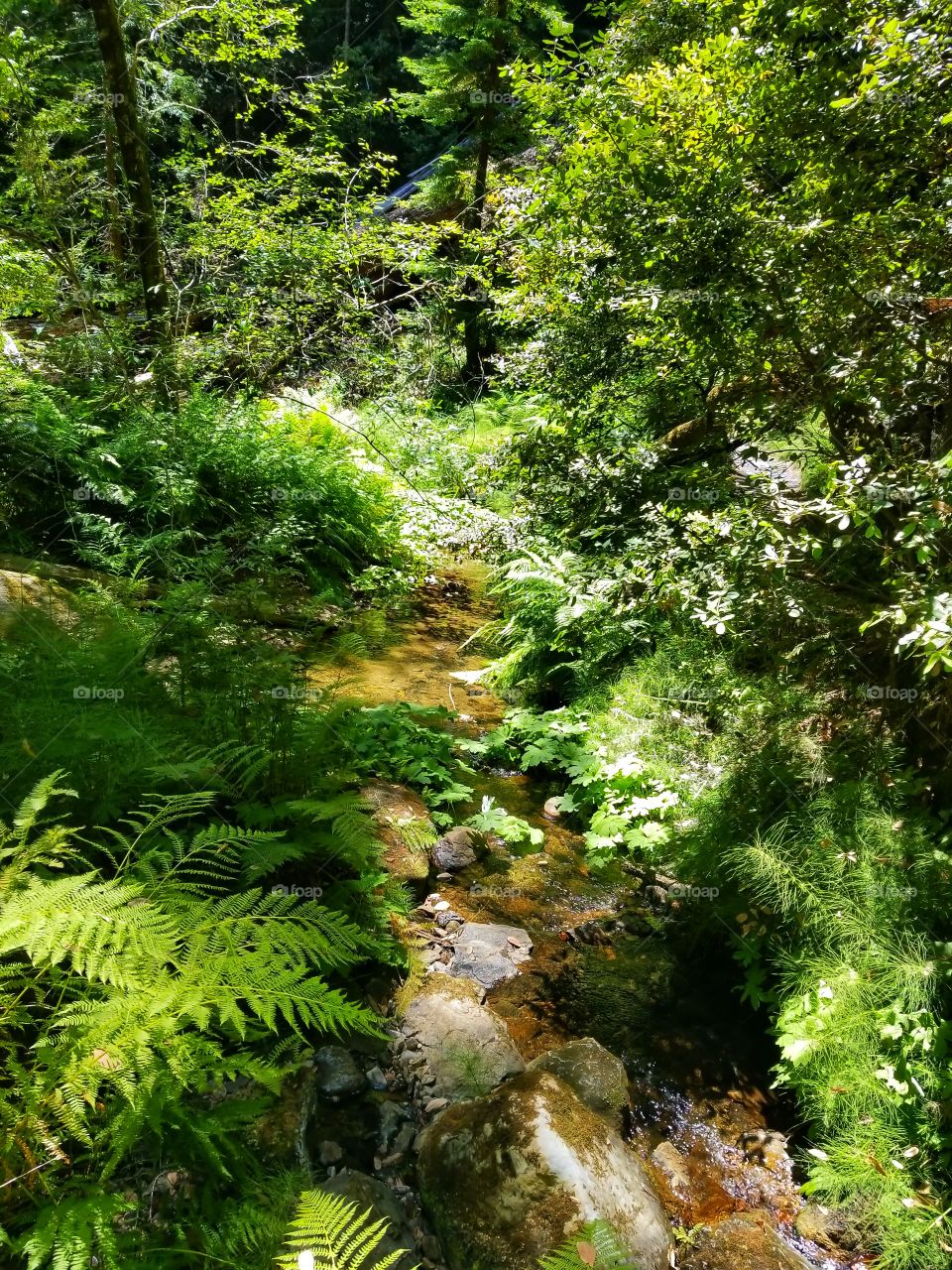 Ferns and Water