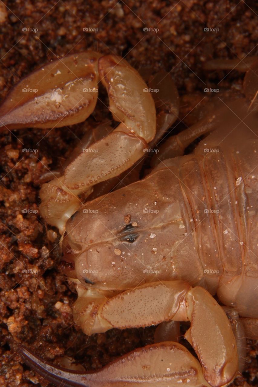 Scorpion (macro)