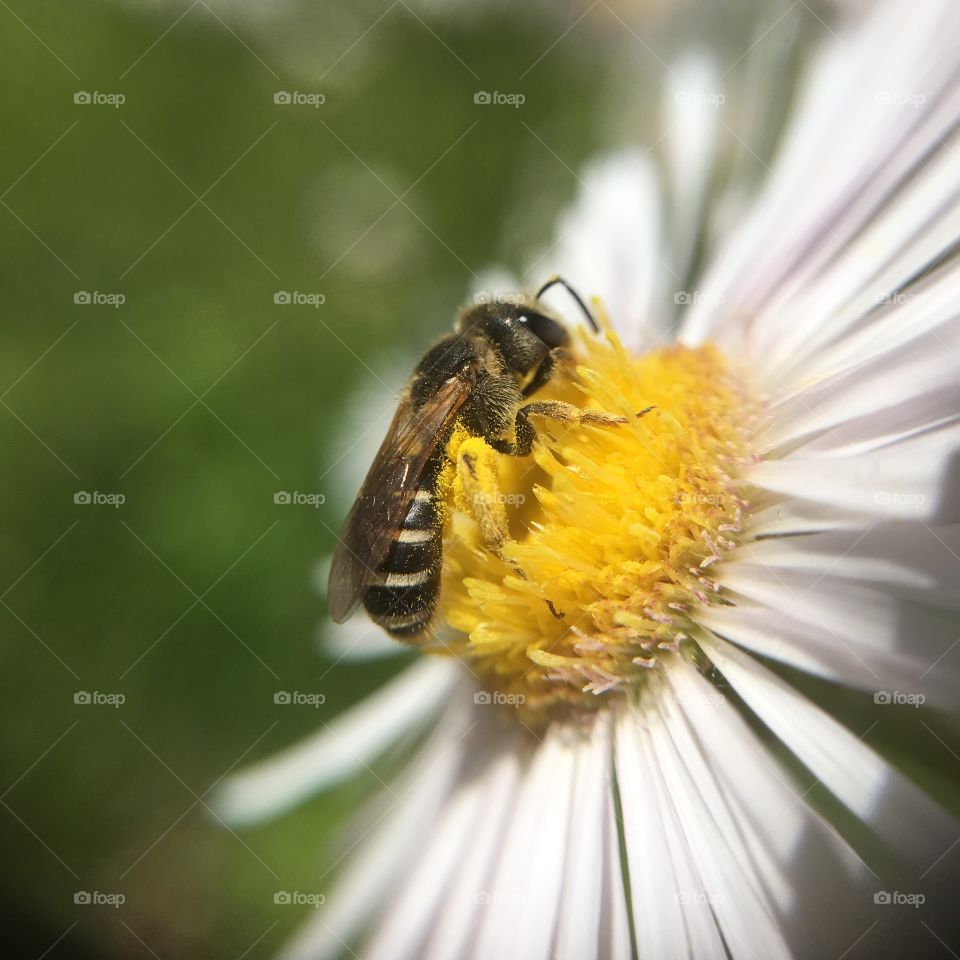 Bee collecting nectar 