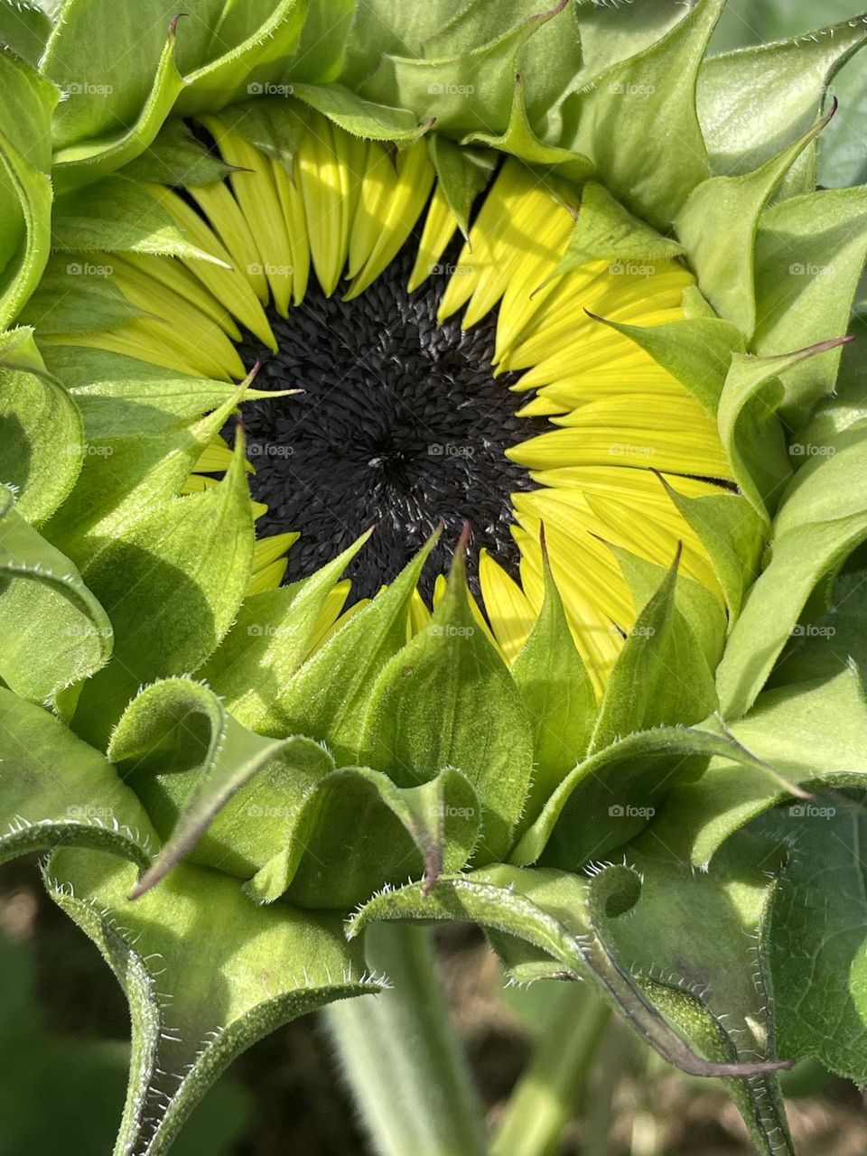 Sunflower about to open 