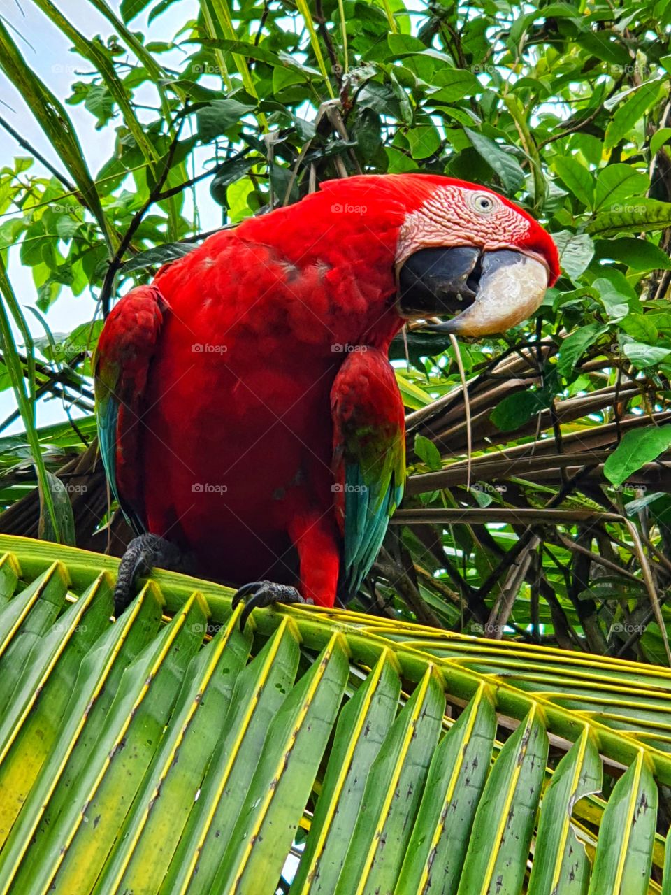 Arara vermelha