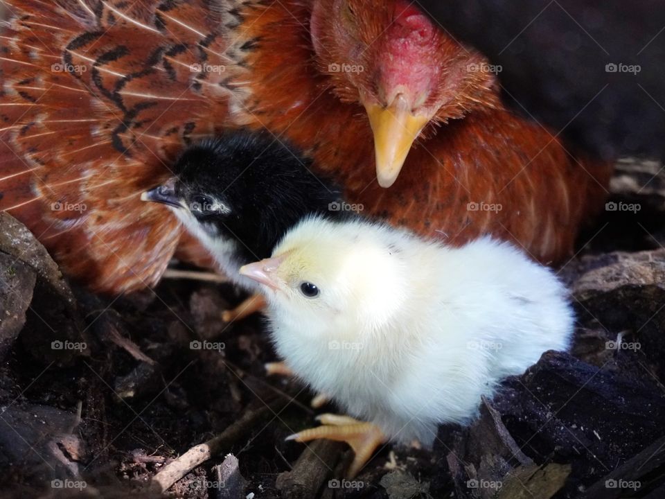 Hen hidden in the nest under a tree trunk with her two chicks