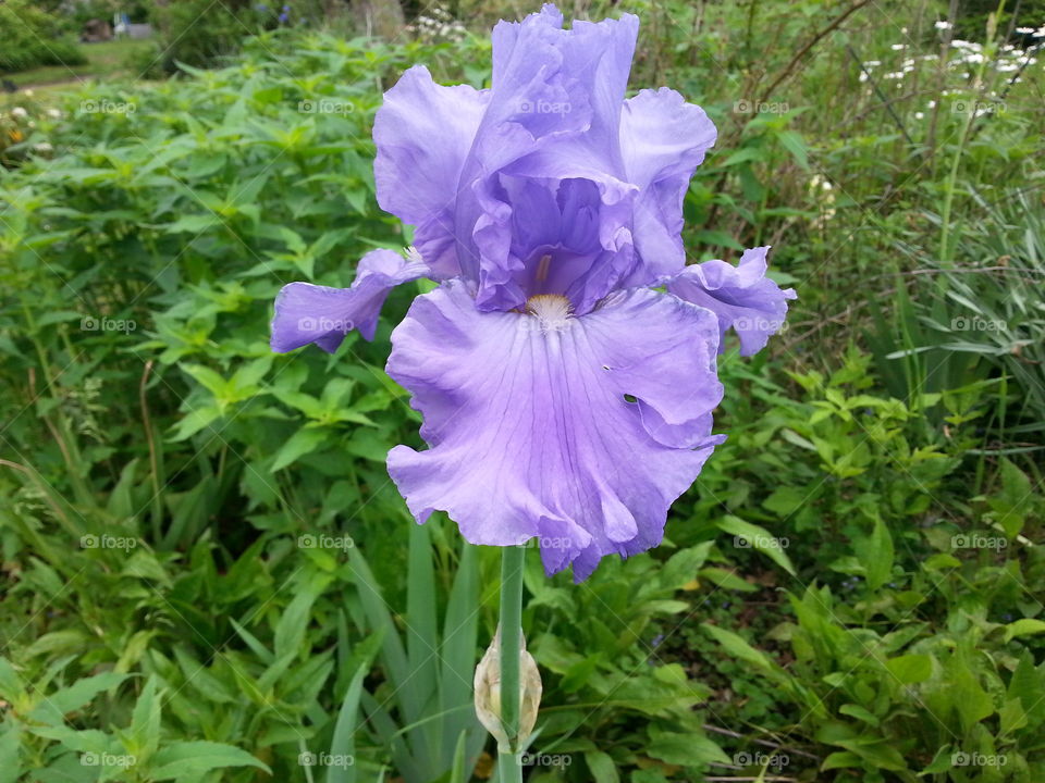Pretty Purple Iris. A beautiful purple iris.