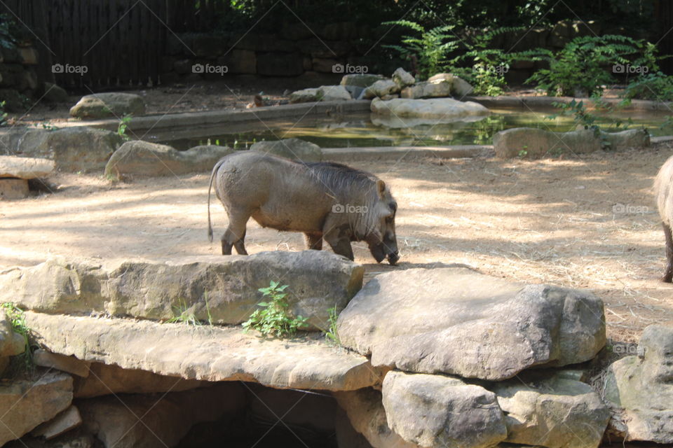 when I was a young warthog